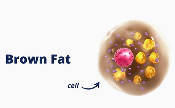 Does Brown Fat Burn Fat